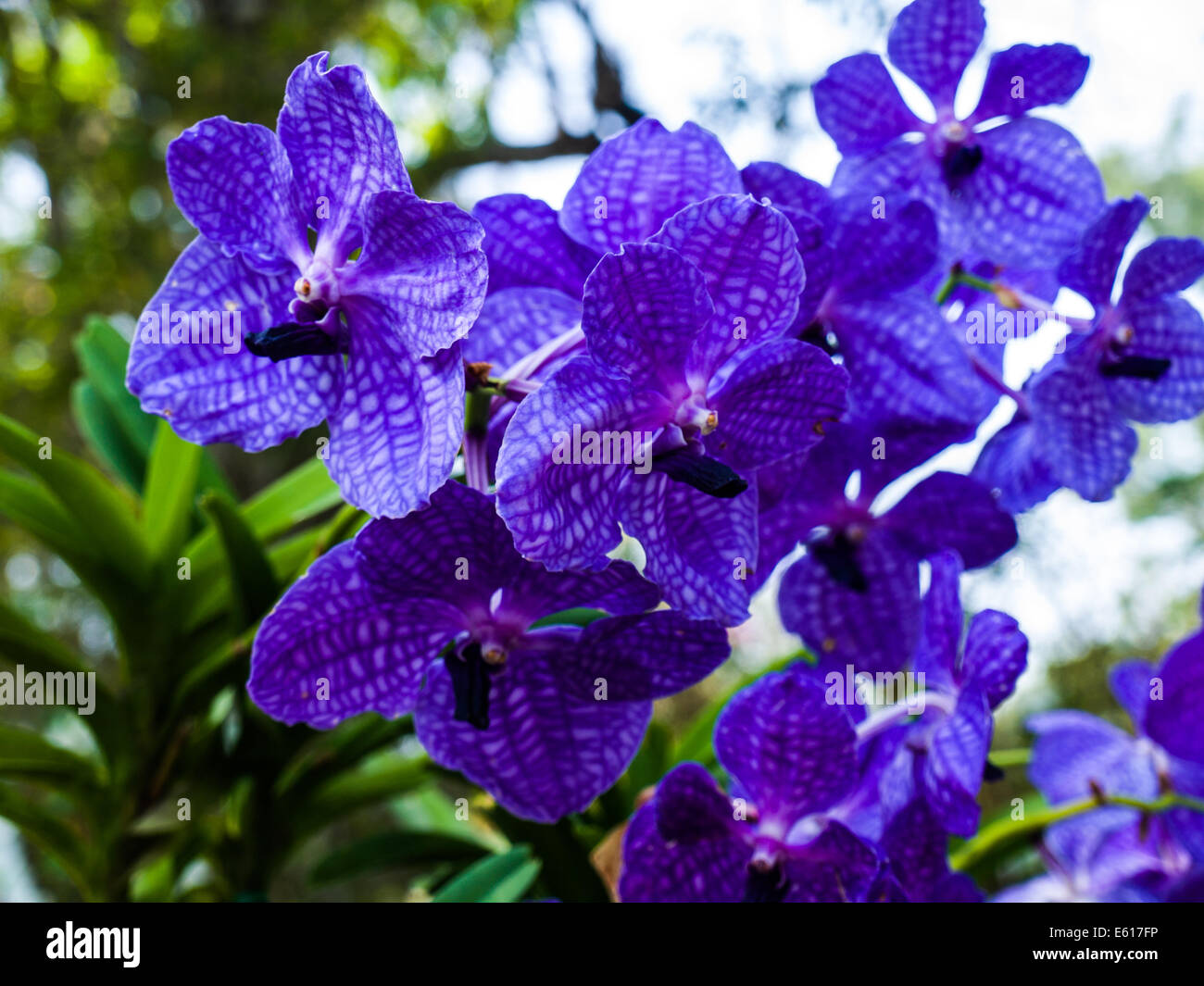purple vanda orchids in nature from Thailand Stock Photo