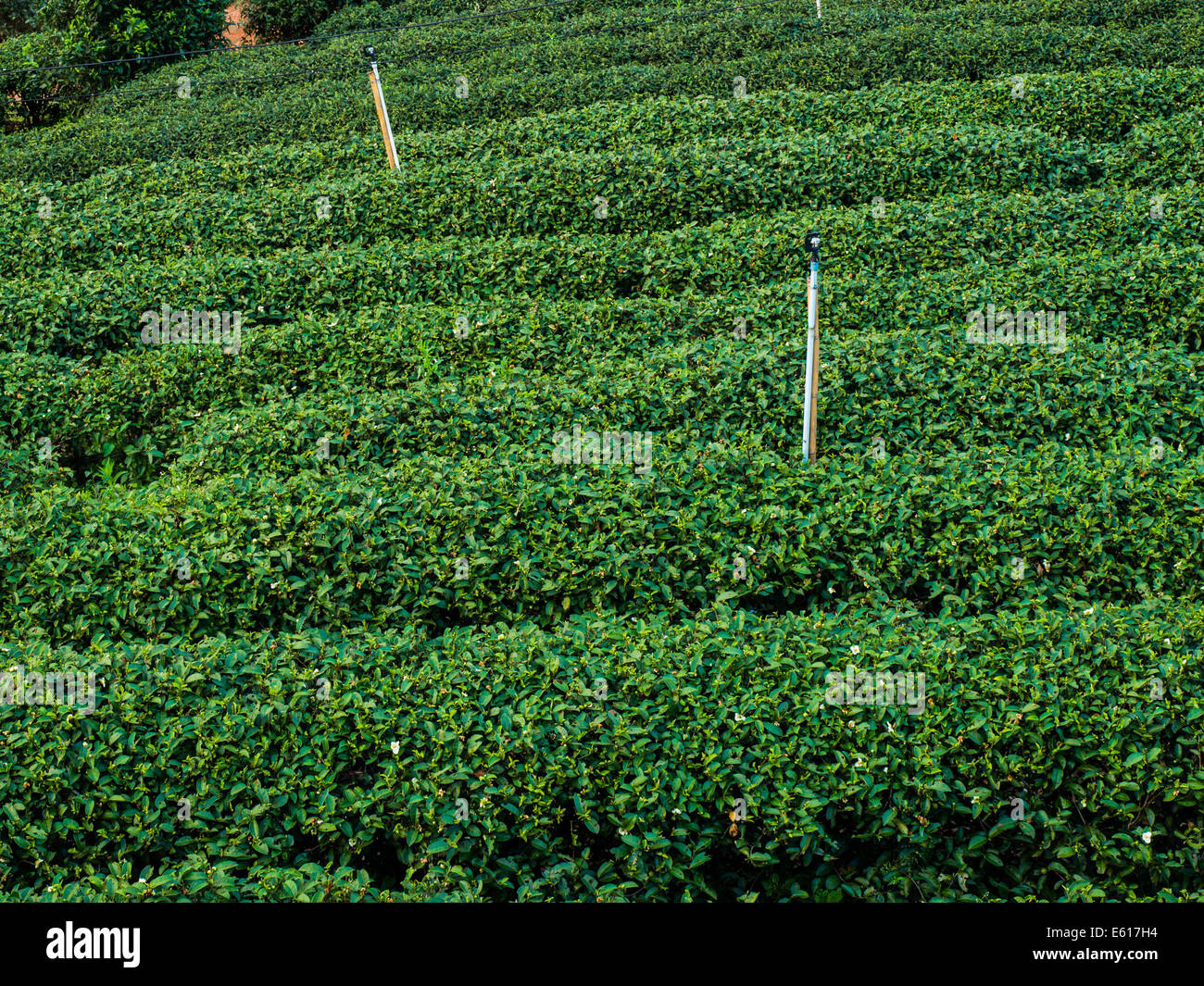 tea plantation in a row in Chiang rai, Thailand. Stock Photo