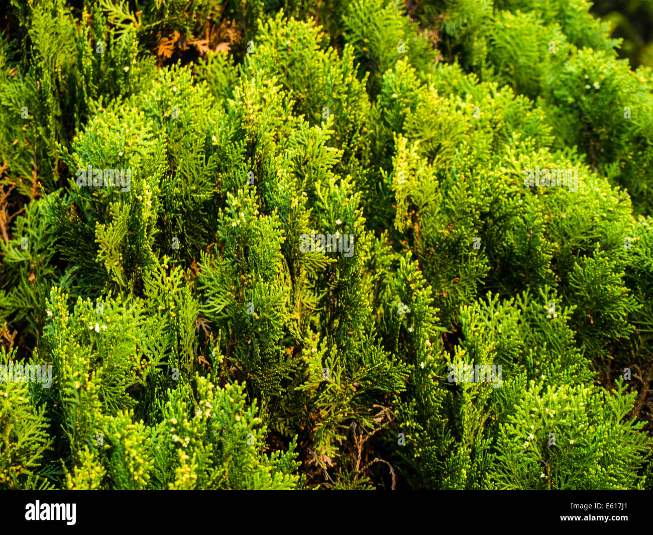Chinese incensecedar leaves in nature as backgrounds Stock Photo Alamy