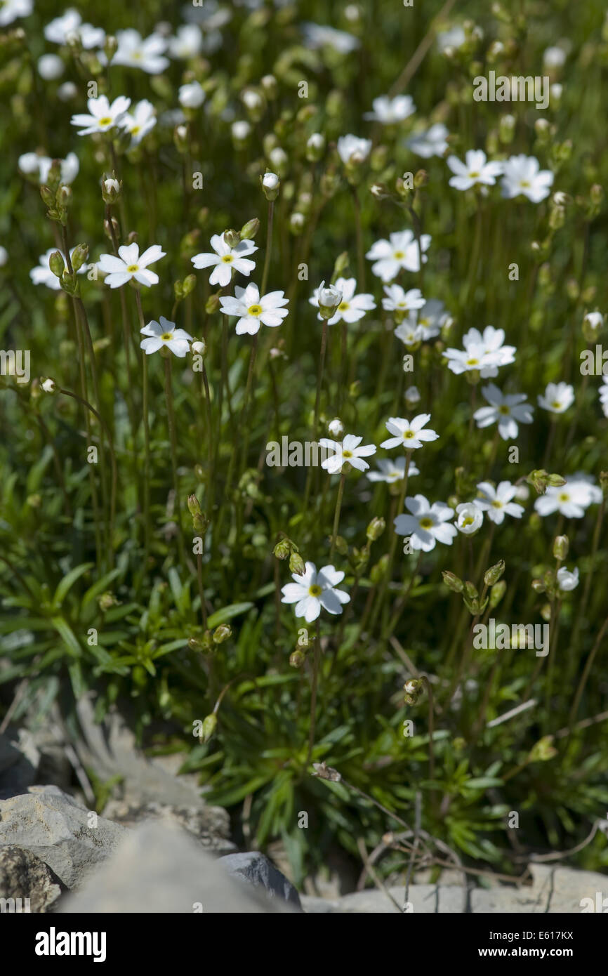 milkwhite rock jasmine, androsace lactea Stock Photo