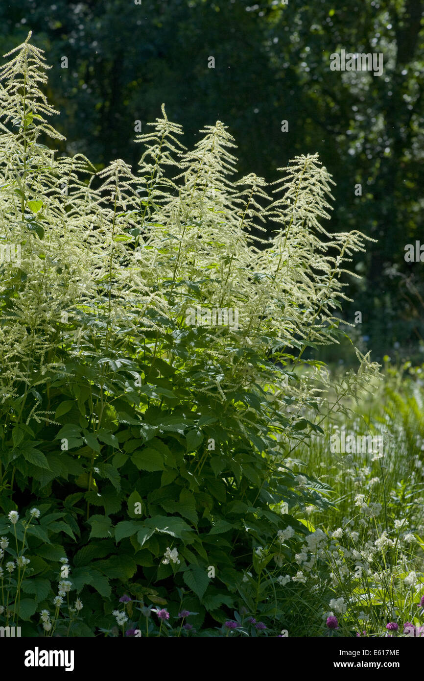 goat's beard, aruncus dioicus Stock Photo