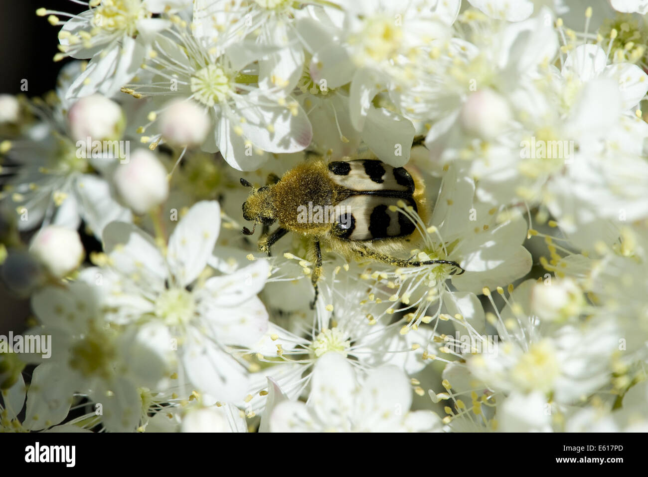 bee beetle (trichius fasciatus) on dropwort (filipendula vulgaris) Stock Photo