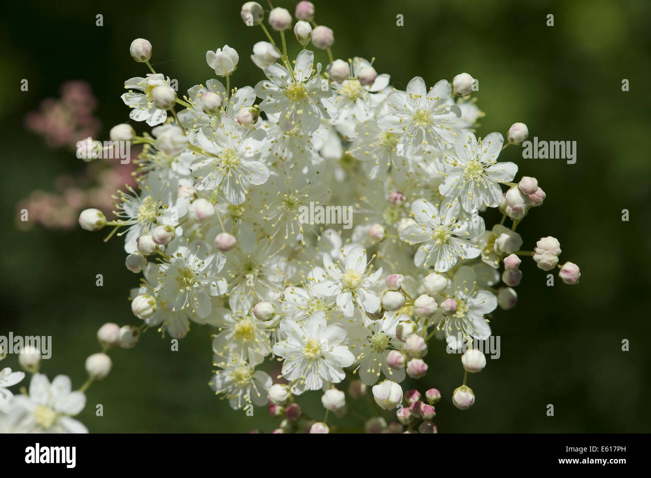 dropwort, filipendula vulgaris Stock Photo