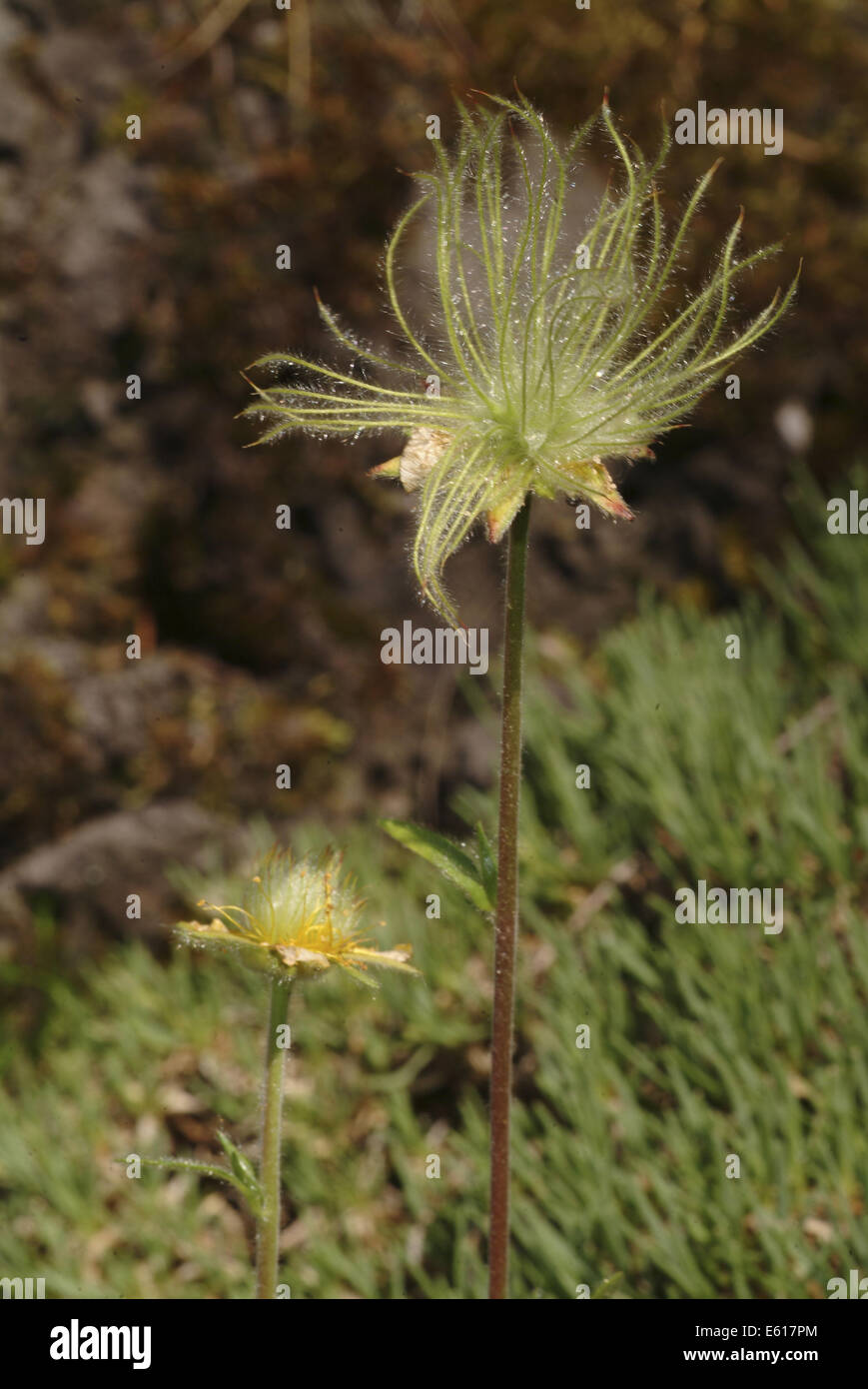 alpine avens, geum montanum Stock Photo