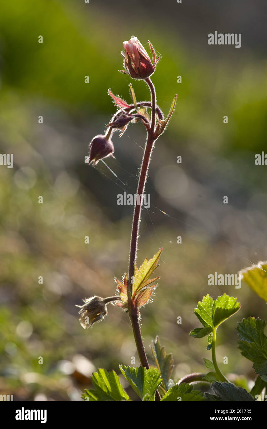 water avens, geum rivale Stock Photo