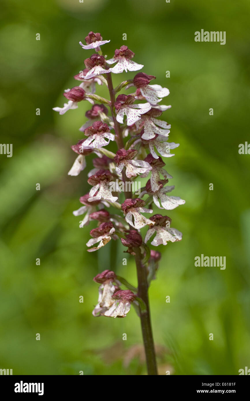 lady orchid, orchis purpurea Stock Photo