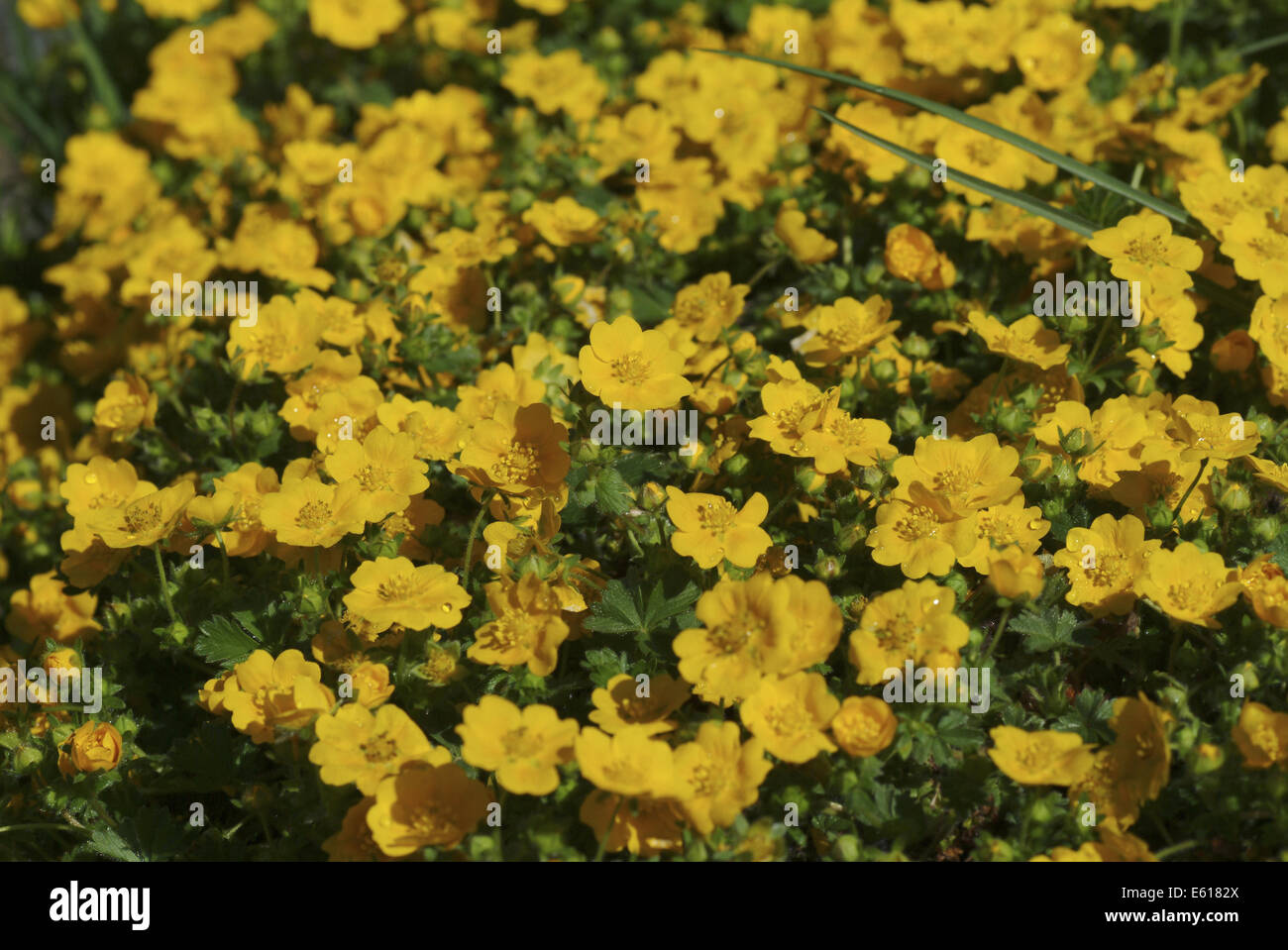 golden cinquefoil, potentilla aurea Stock Photo