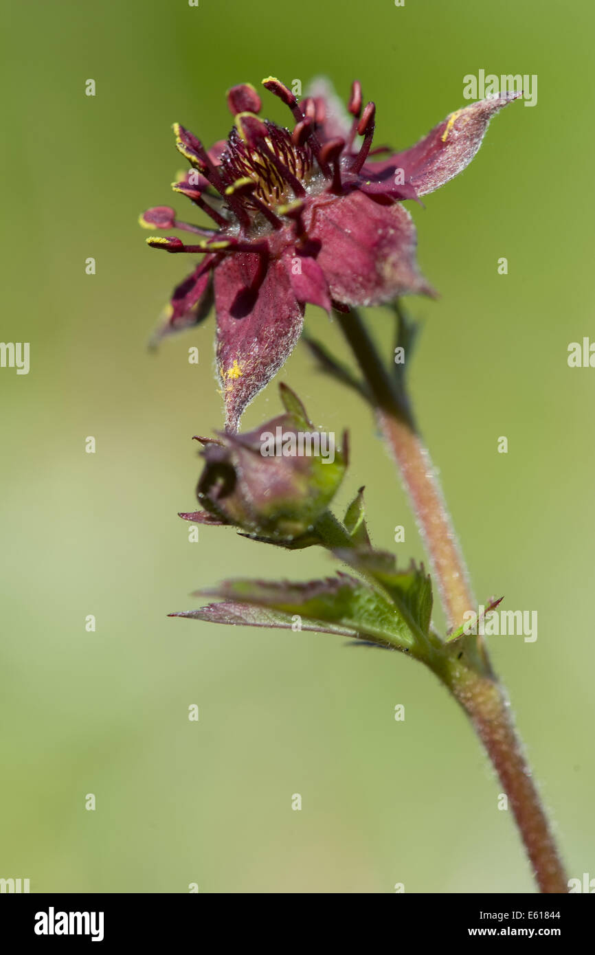 marsh cinquefoil, potentilla palustris Stock Photo