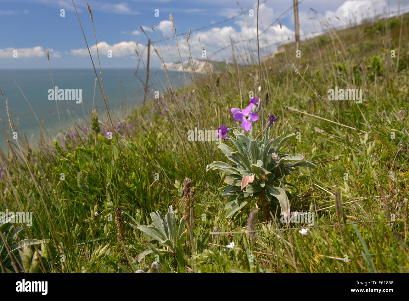 Hoary Stock - Matthiola incana (Brassicaceae) - on the cliffs of the Isle of Wight. Stock Photo