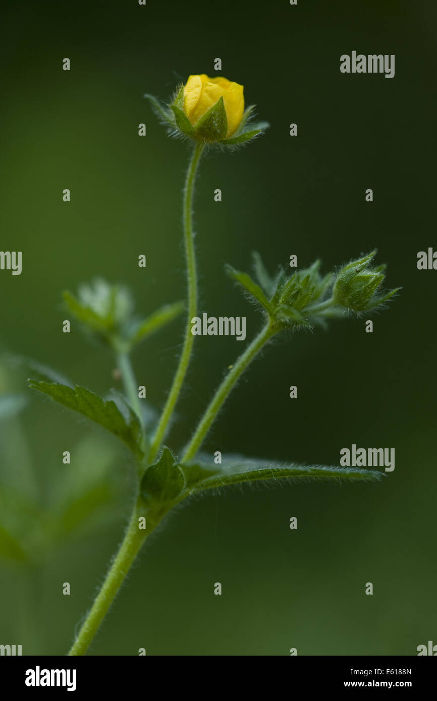 european cinquefoil, potentilla thuringiaca Stock Photo - Alamy