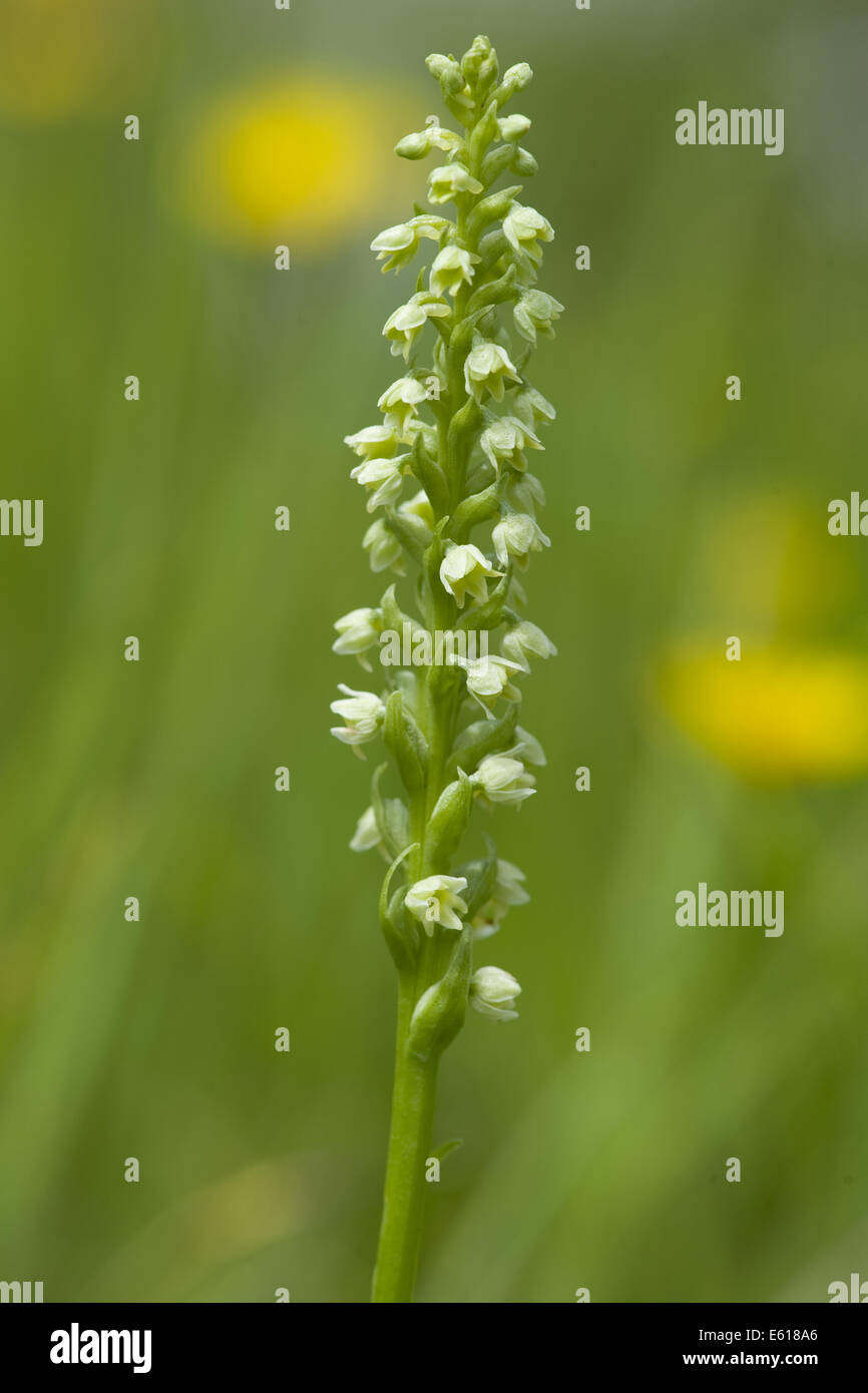 small white orchid, pseudorchis albida Stock Photo