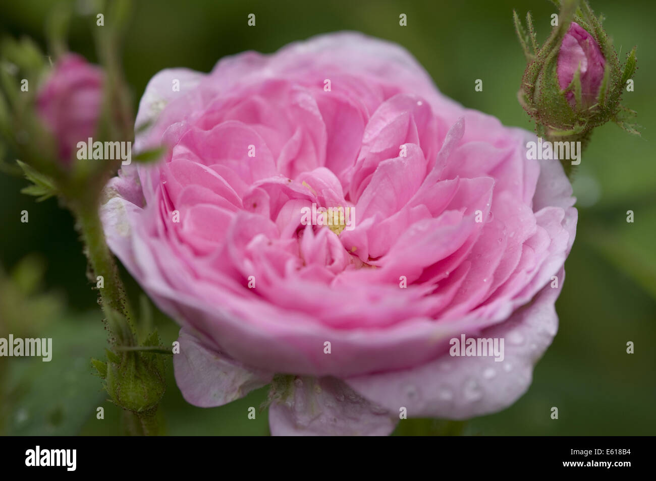 provence rose, rosa x centifolia Stock Photo