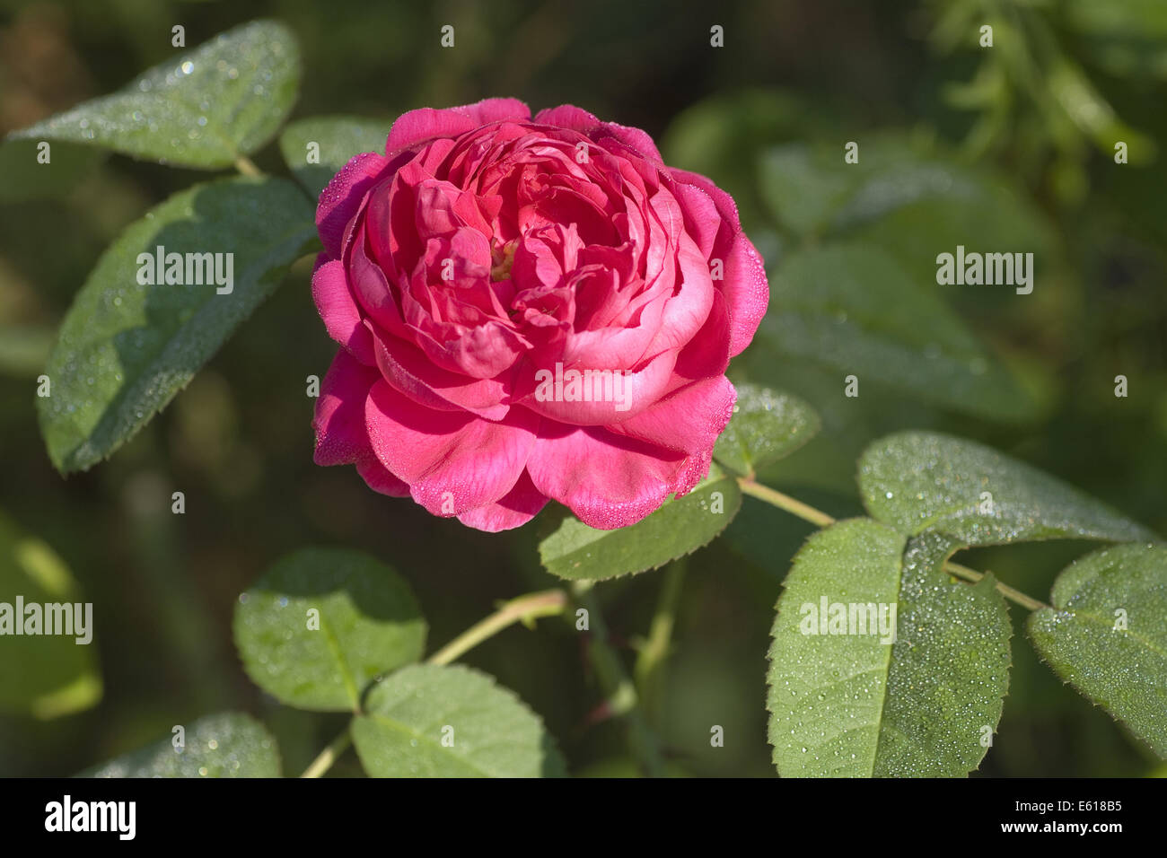 damask rose, rosa damascena Stock Photo