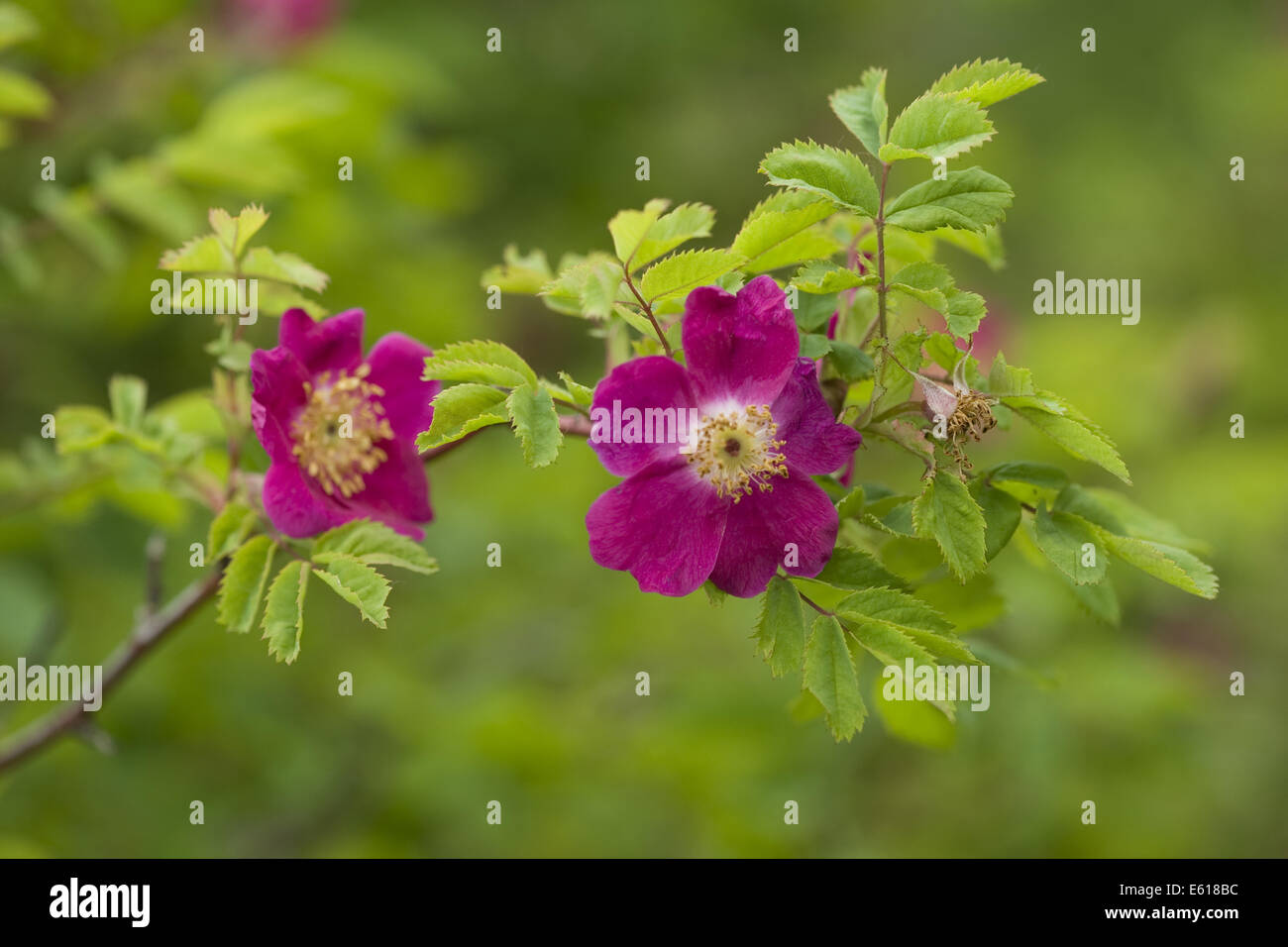 mountain rose, rosa pendulina Stock Photo