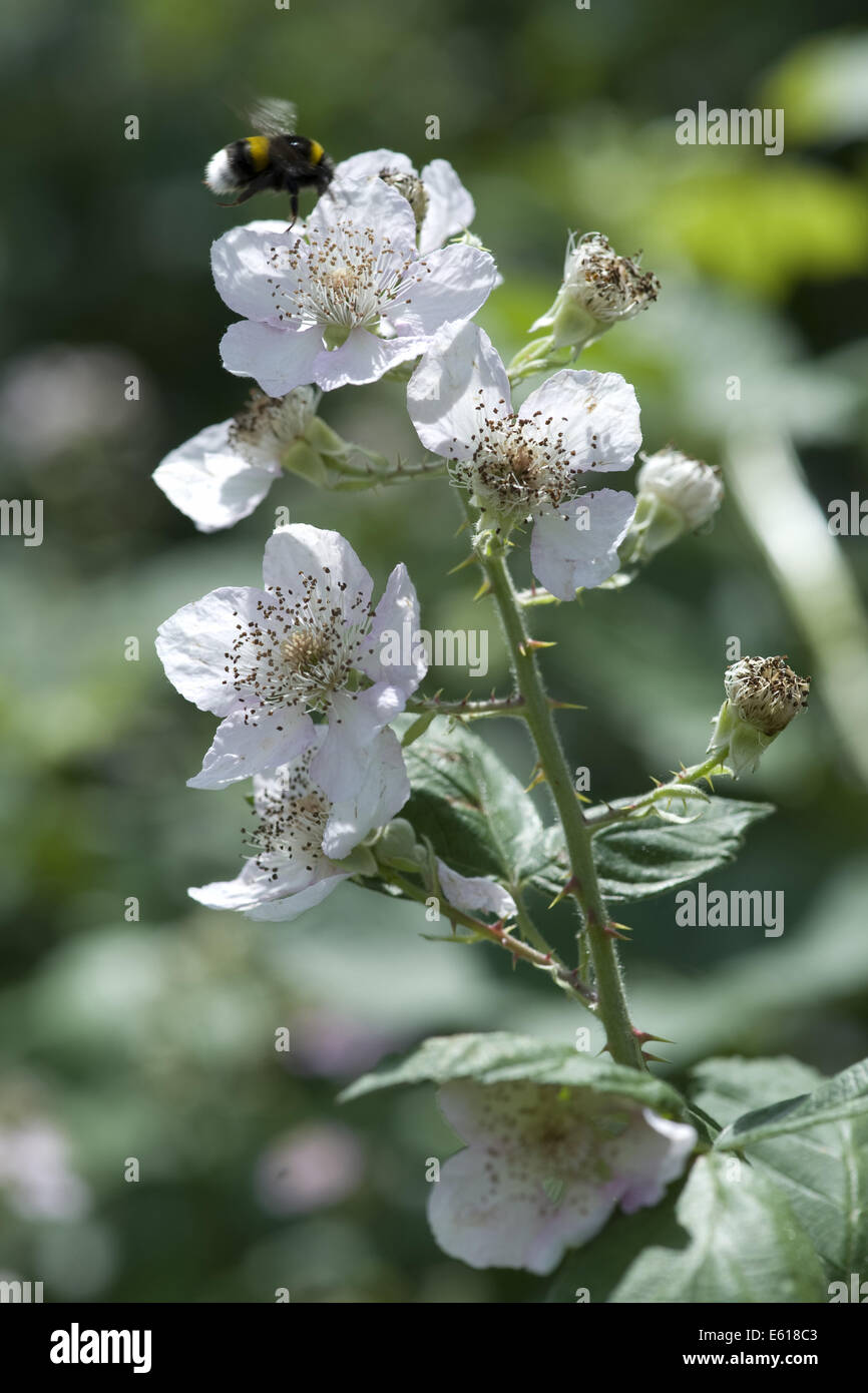 blackberry, rubus fruticosus Stock Photo