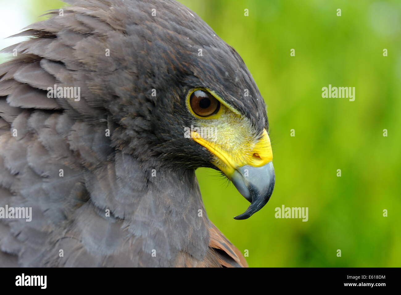 yellow hawk bird