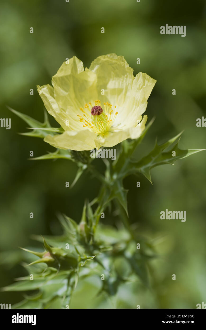 mexican poppy, argemone mexicana Stock Photo