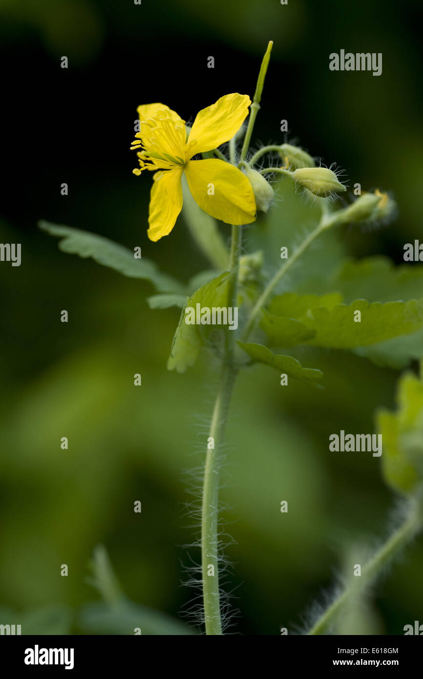 greater celandine, chelidonium majus Stock Photo