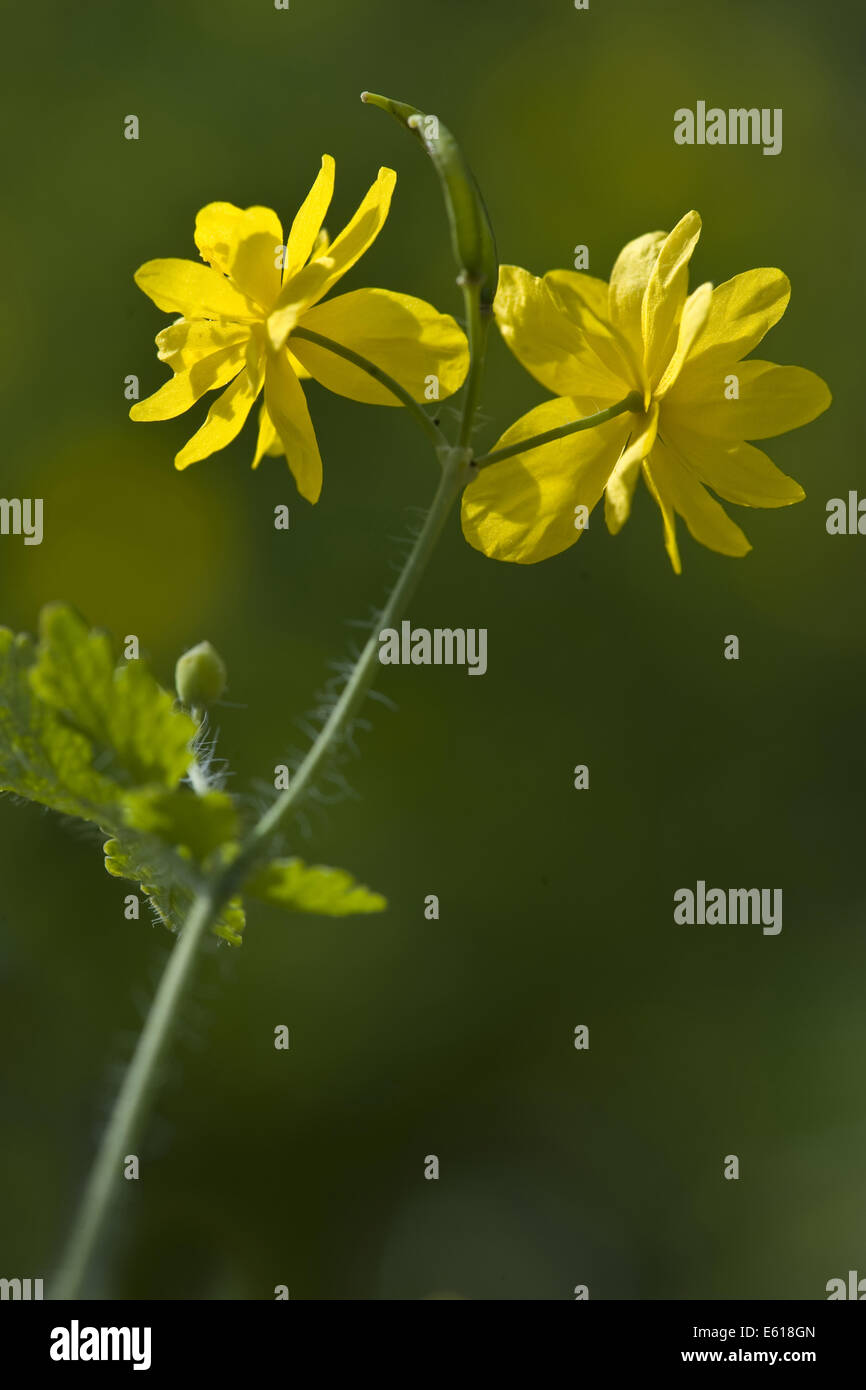 greater celandine, chelidonium majus Stock Photo