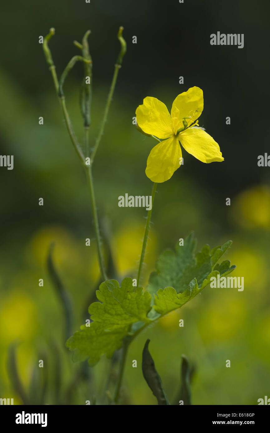 greater celandine, chelidonium majus Stock Photo