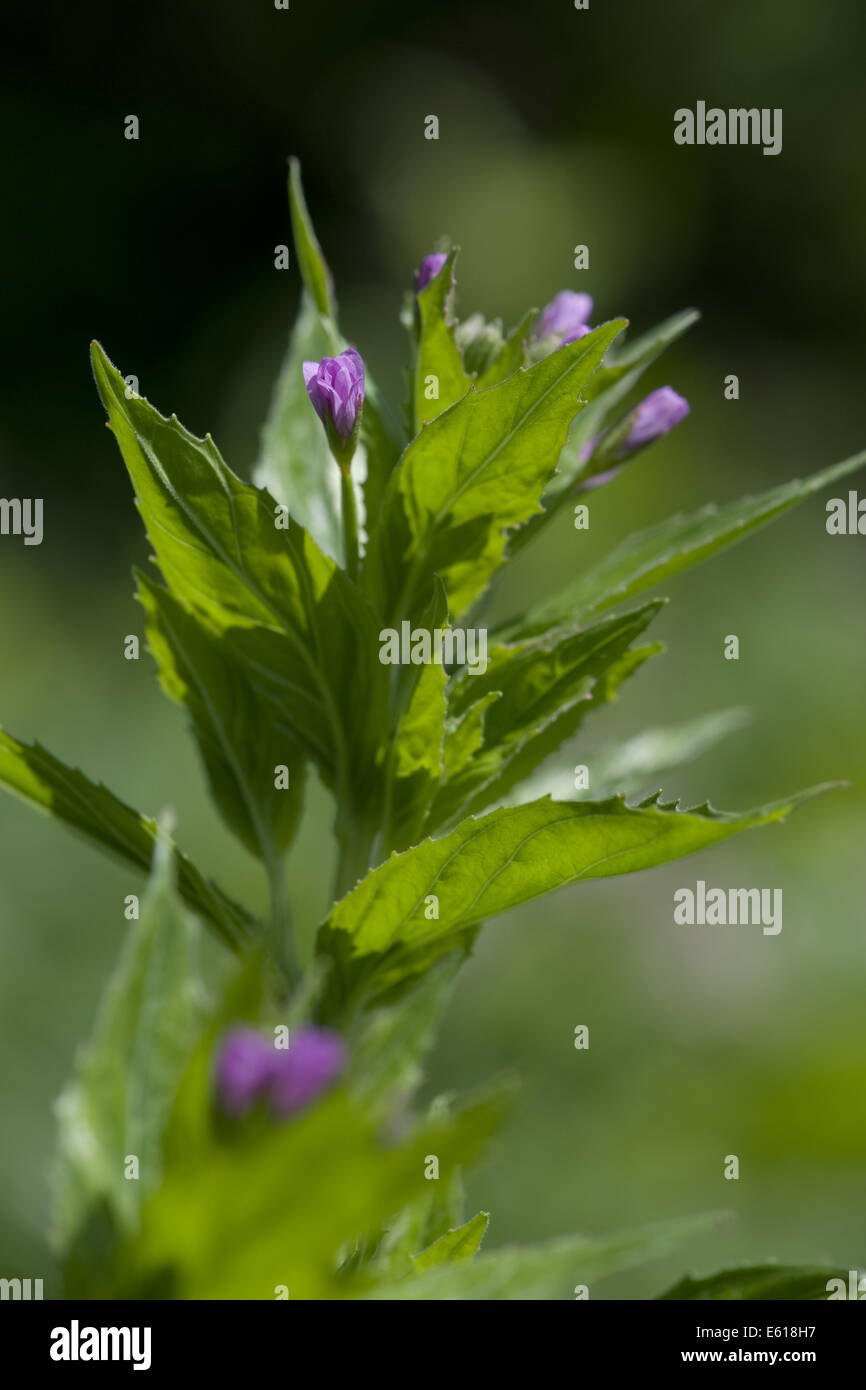 alpine willowherb, epilobium alpestre Stock Photo