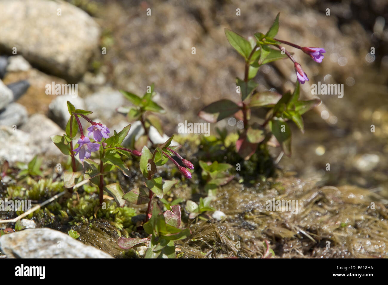 chickweed willowherb, epilobium alsinifolium Stock Photo