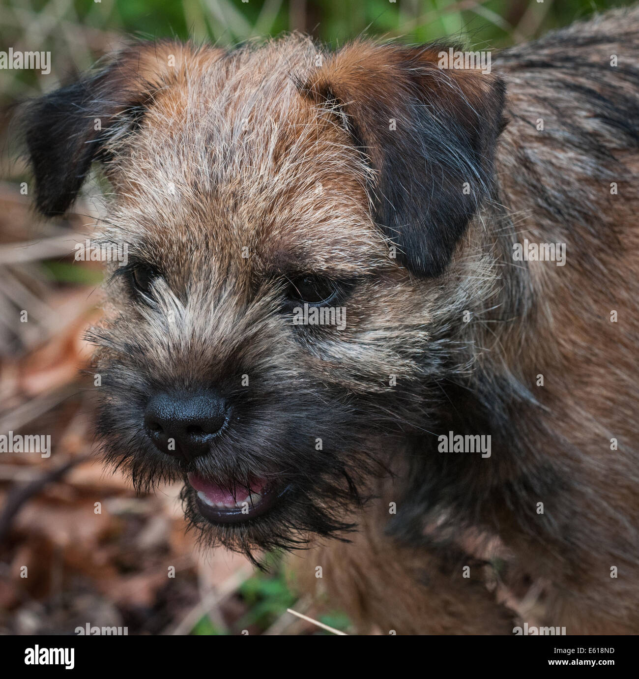 A Border Terrier dog, five months old Stock Photo Alamy