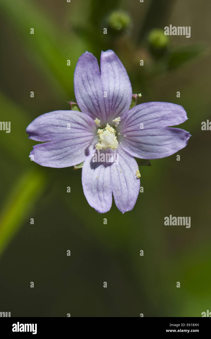smallflower hairy willowherb, epilobium parviflorum Stock Photo