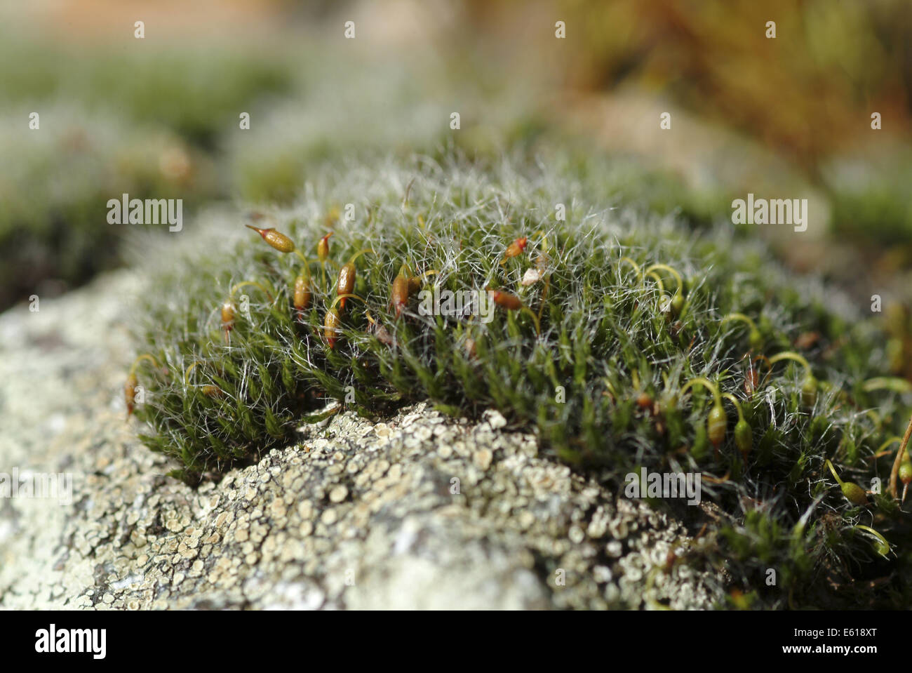 grey cushion moss, grimmia pulvinata Stock Photo