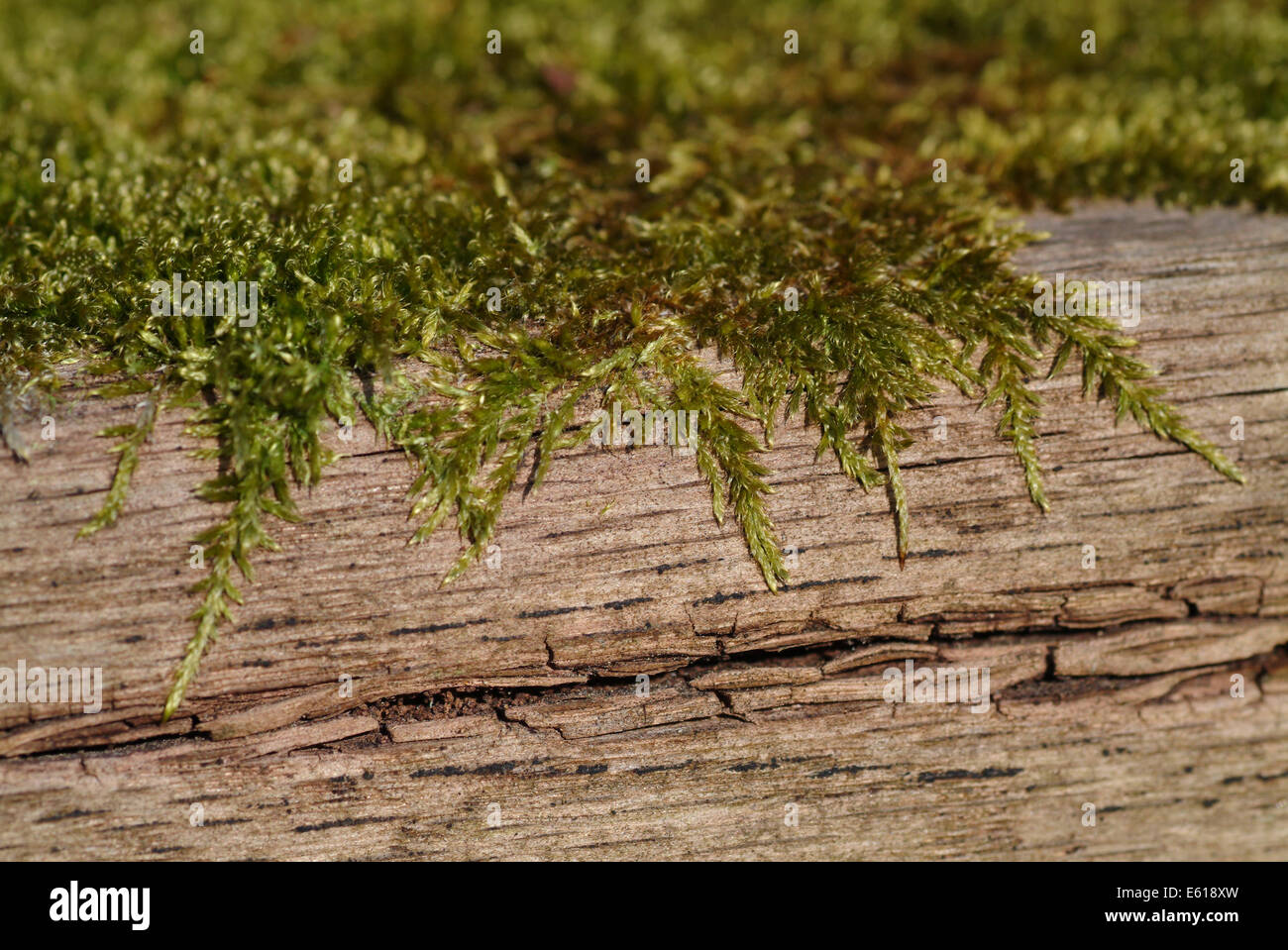 cypress-leaved plait-moss, hypnum cupressiforme Stock Photo