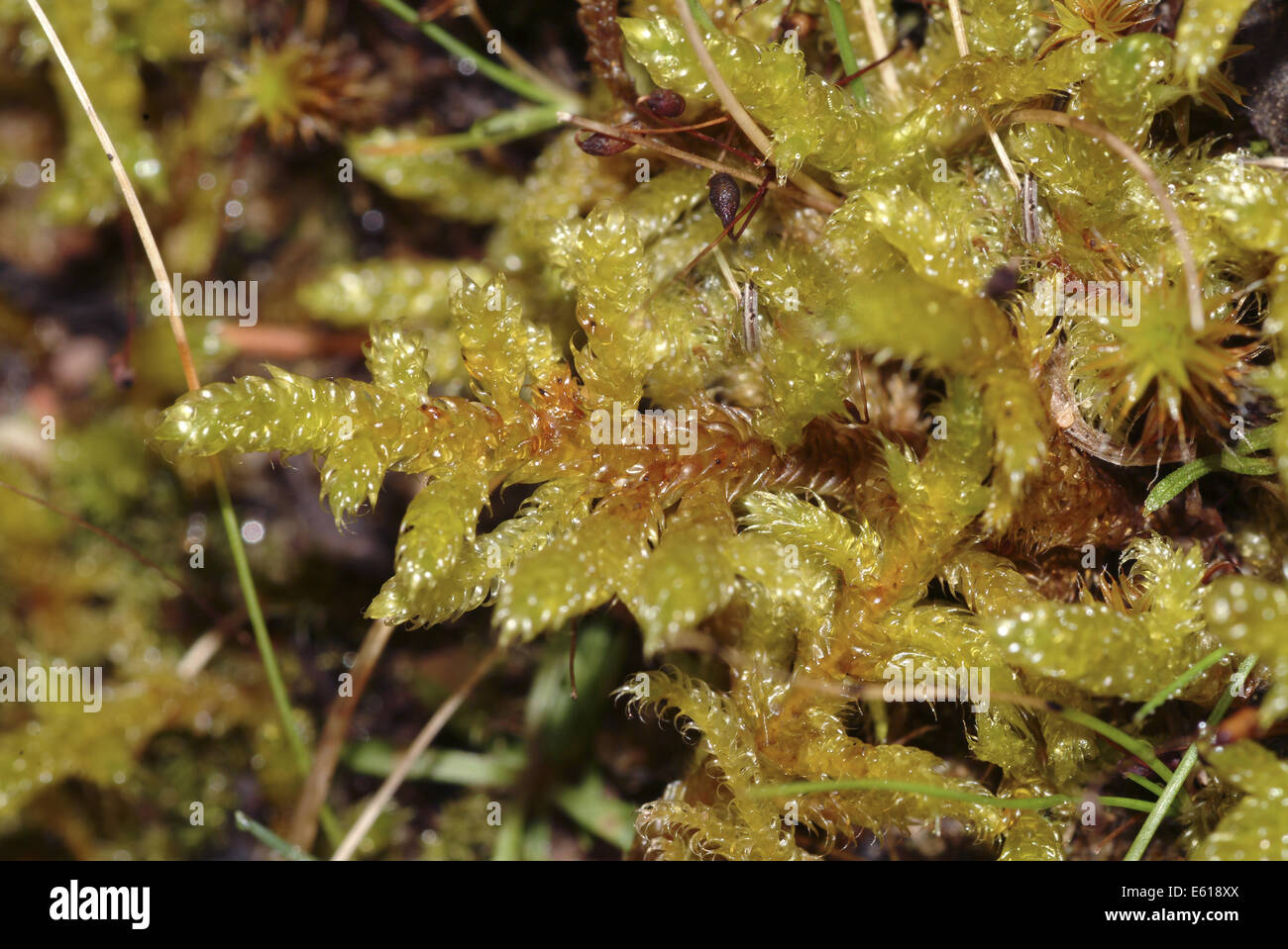 great plait-moss, hypnum lacunosum Stock Photo