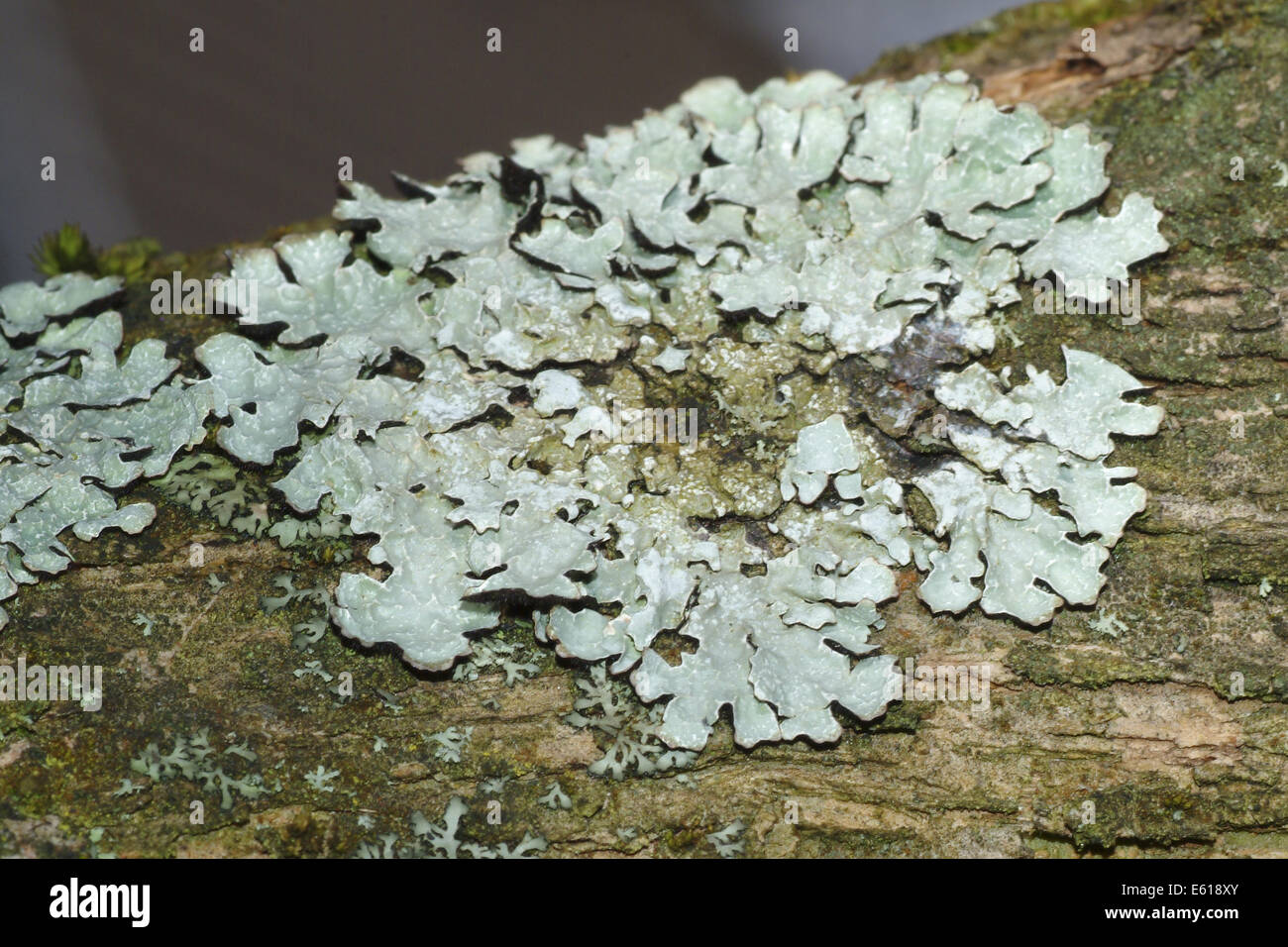 lichen, hypogymnia physodes Stock Photo