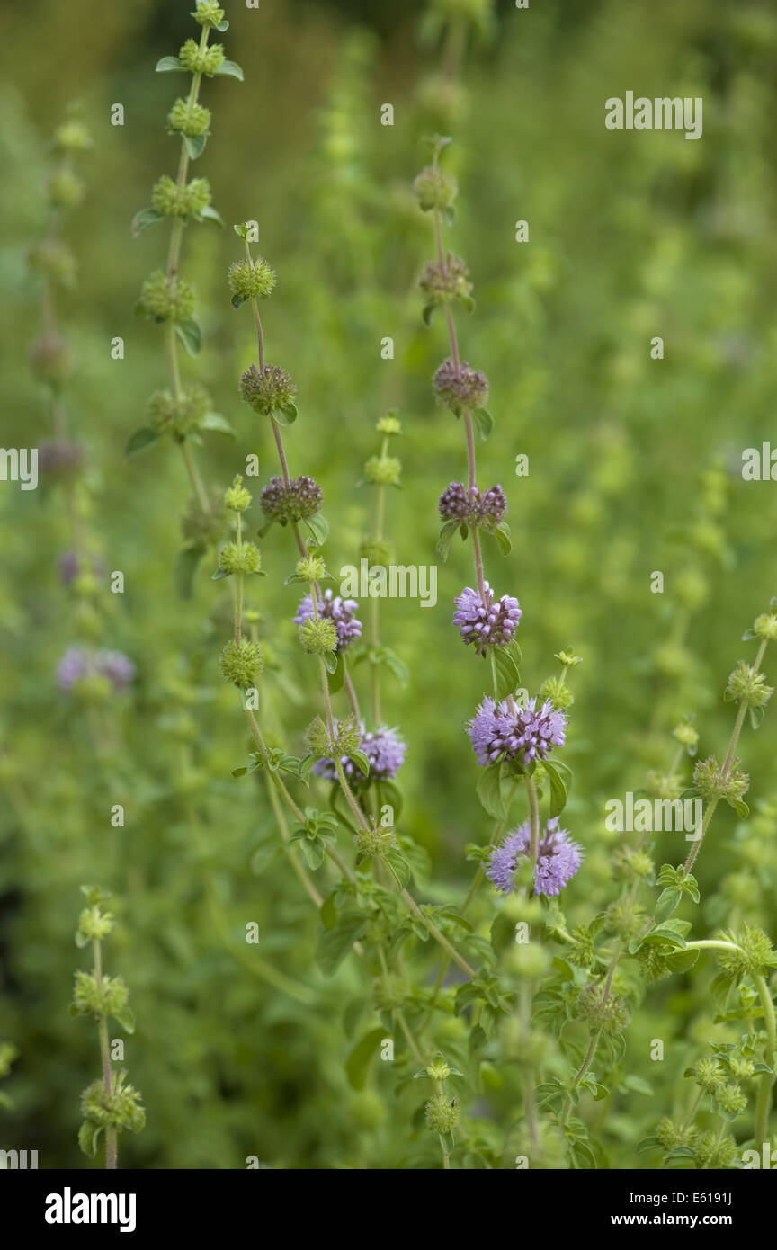 european pennyroyal, mentha pulegium Stock Photo - Alamy