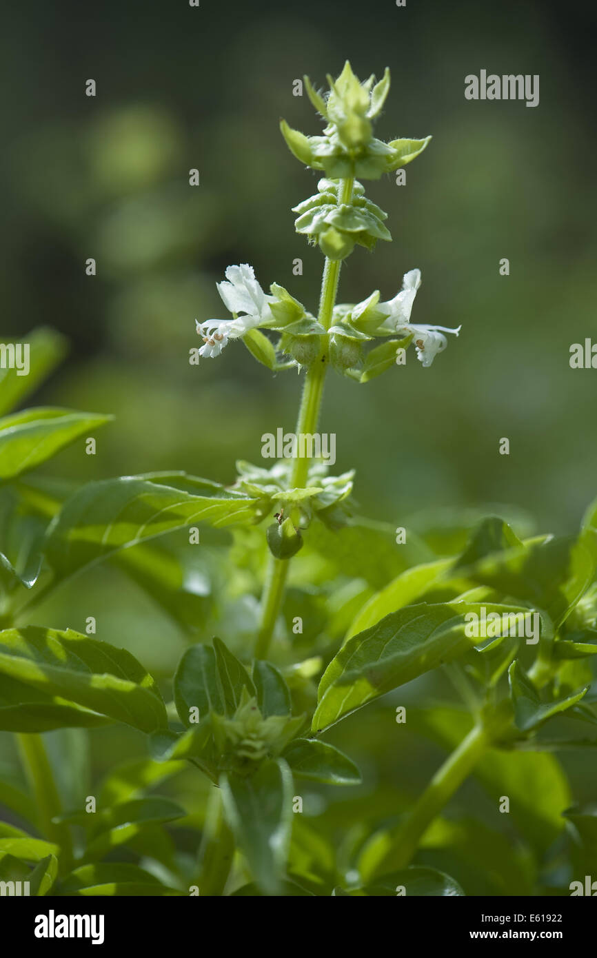 basil, ocimum basilicum Stock Photo