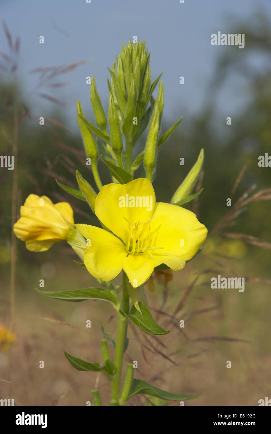 common evening primrose, oenothera biennis Stock Photo