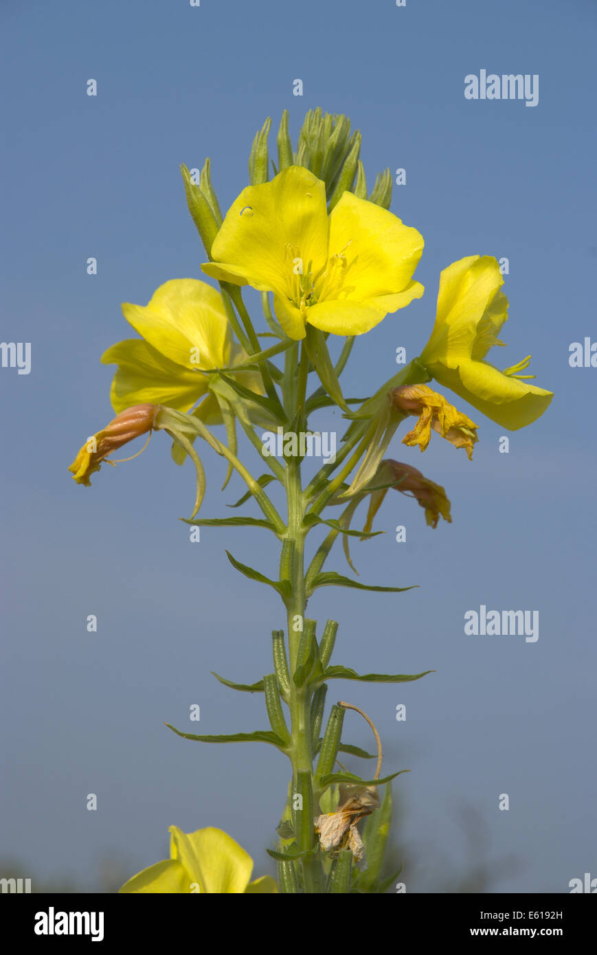 common evening primrose, oenothera biennis Stock Photo