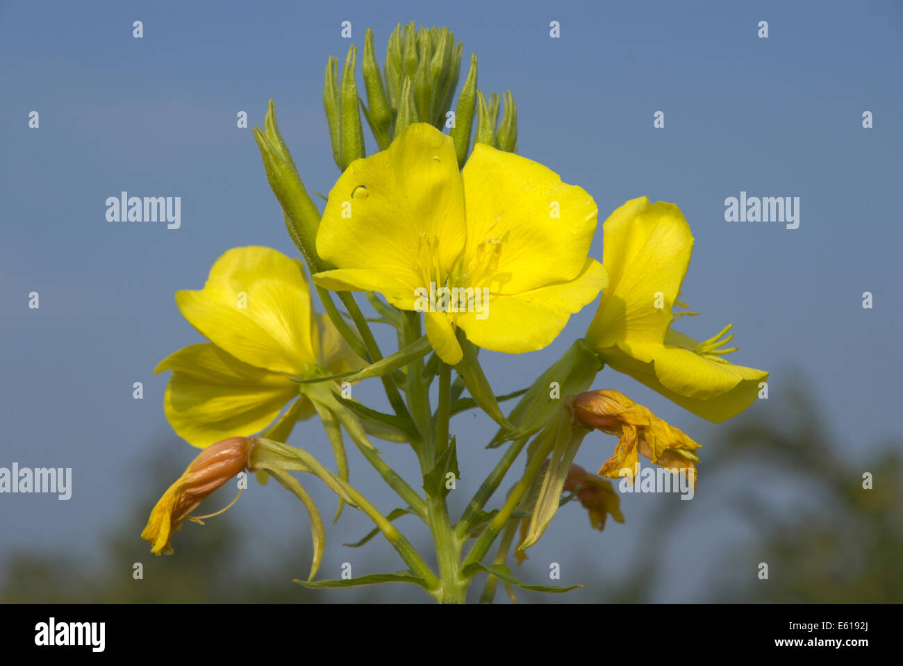 common evening primrose, oenothera biennis Stock Photo