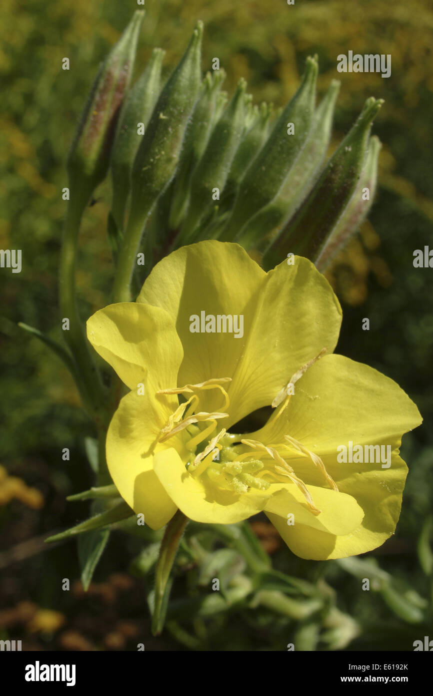 Common Evening Primrose Oenothera Biennis Stock Photo Alamy