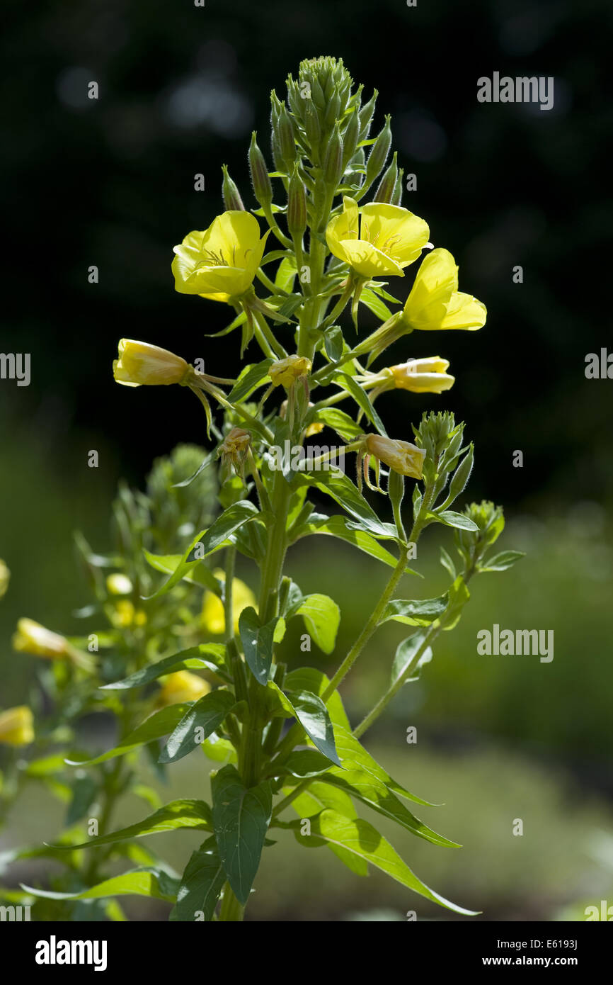 oenothera parviflora Stock Photo