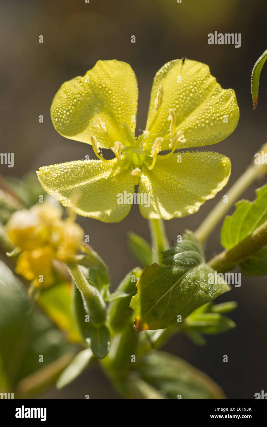 oenothera parviflora Stock Photo