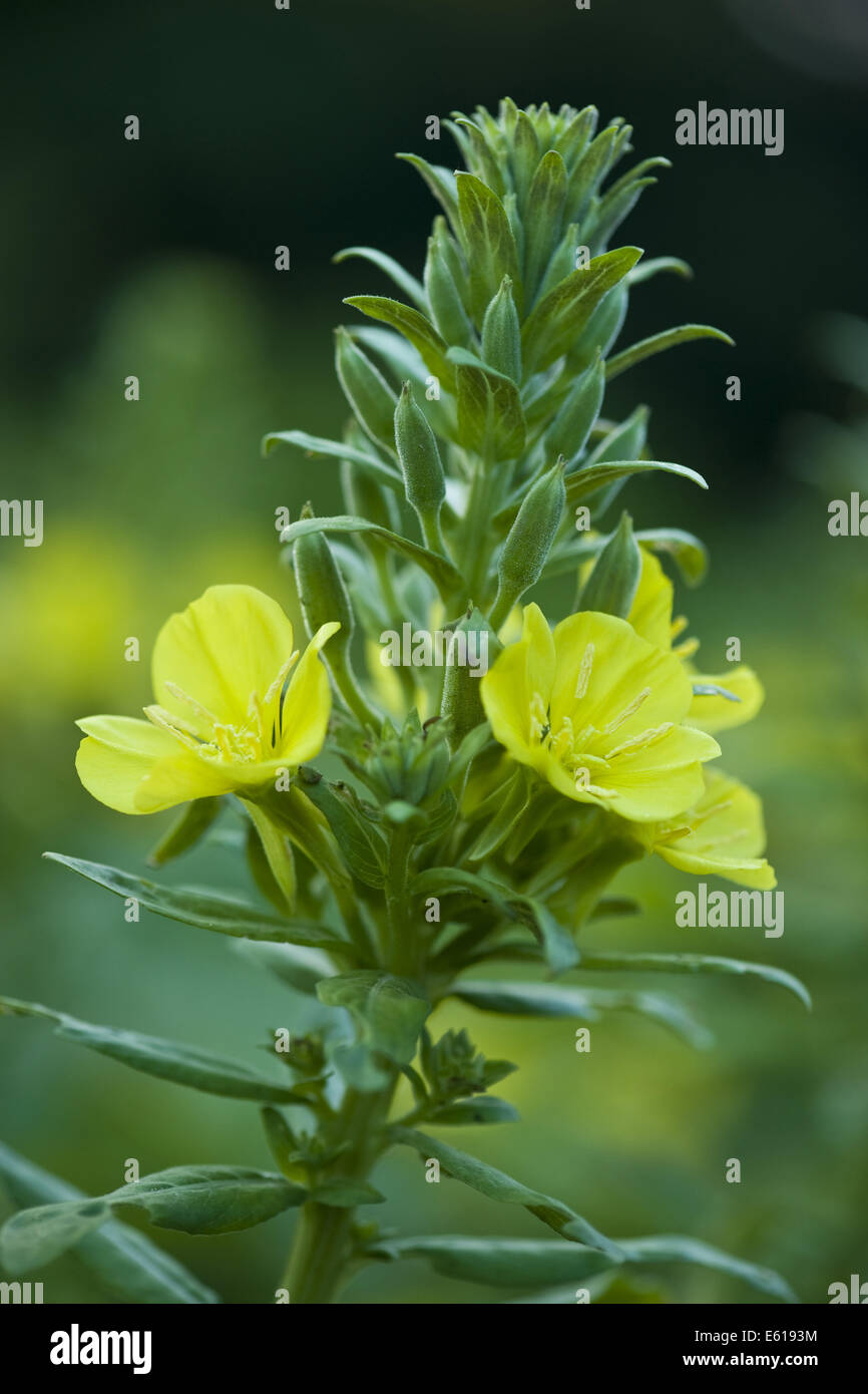 oenothera parviflora Stock Photo