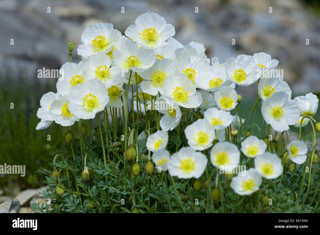 salzburg alpine poppy, papaver alpinum ssb. sendtneri Stock Photo