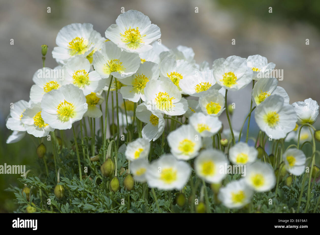 salzburg alpine poppy, papaver alpinum ssb. sendtneri Stock Photo