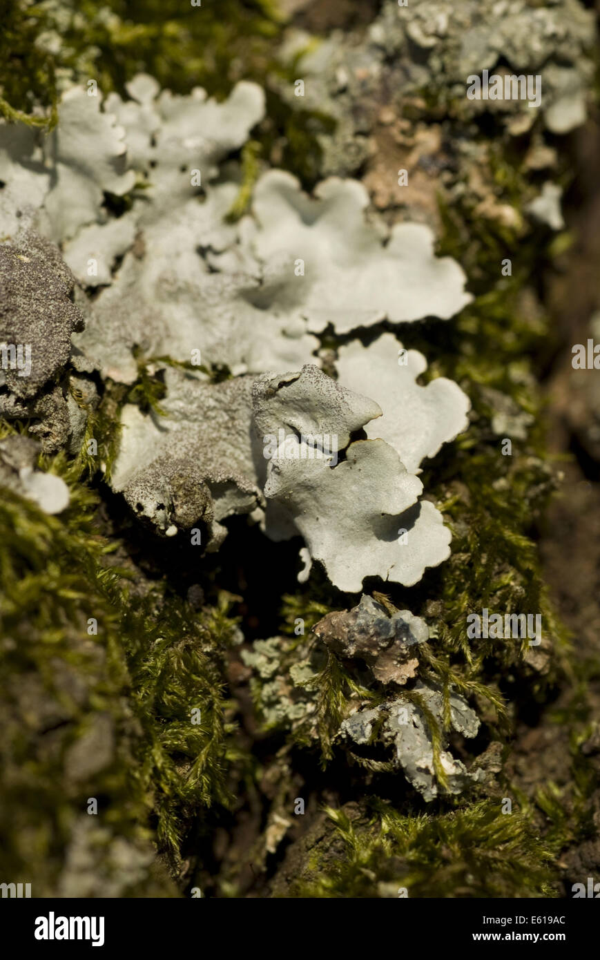 lichen, parmelina tiliacea Stock Photo