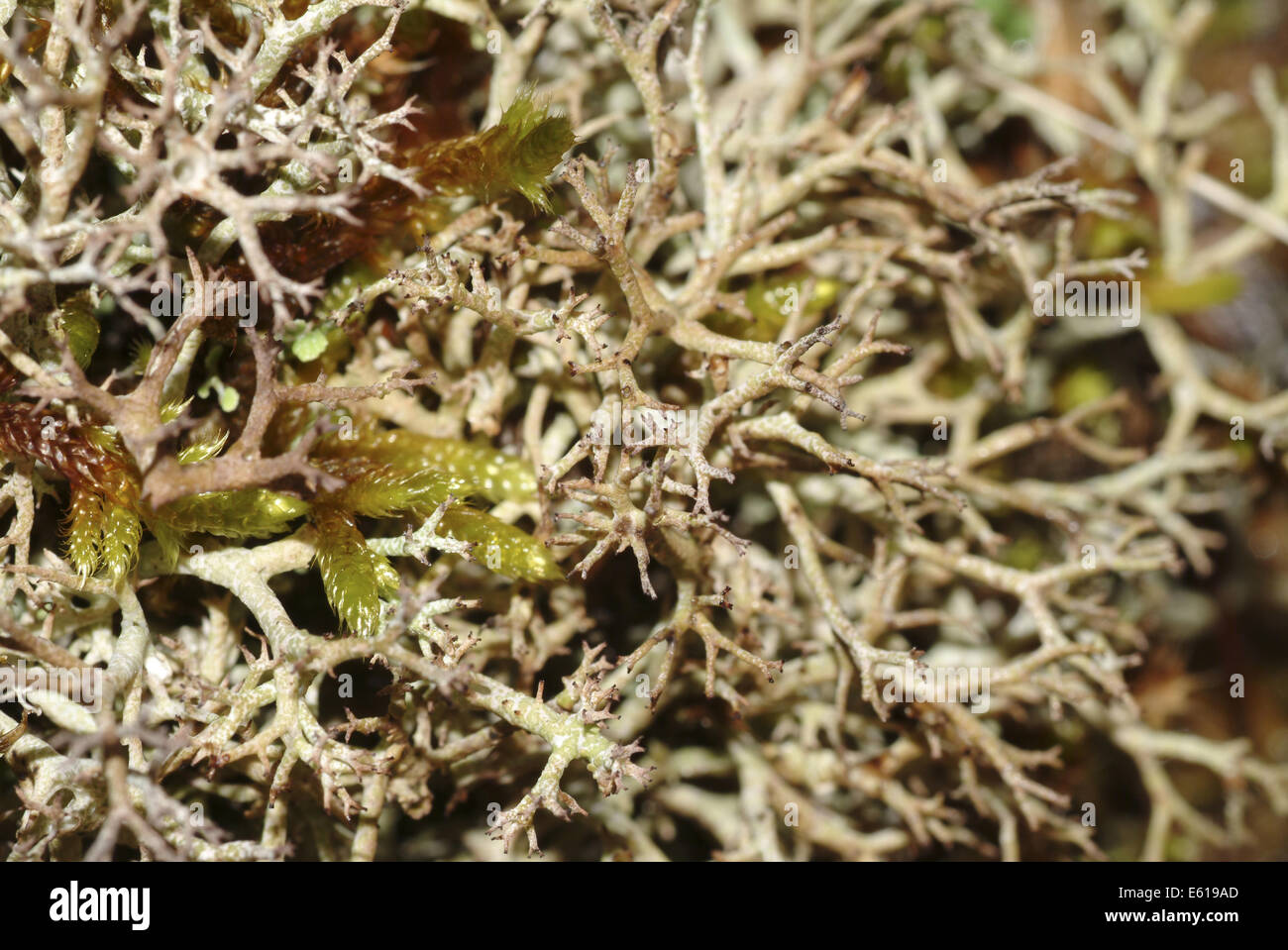 lichen, peltigera rufescens Stock Photo