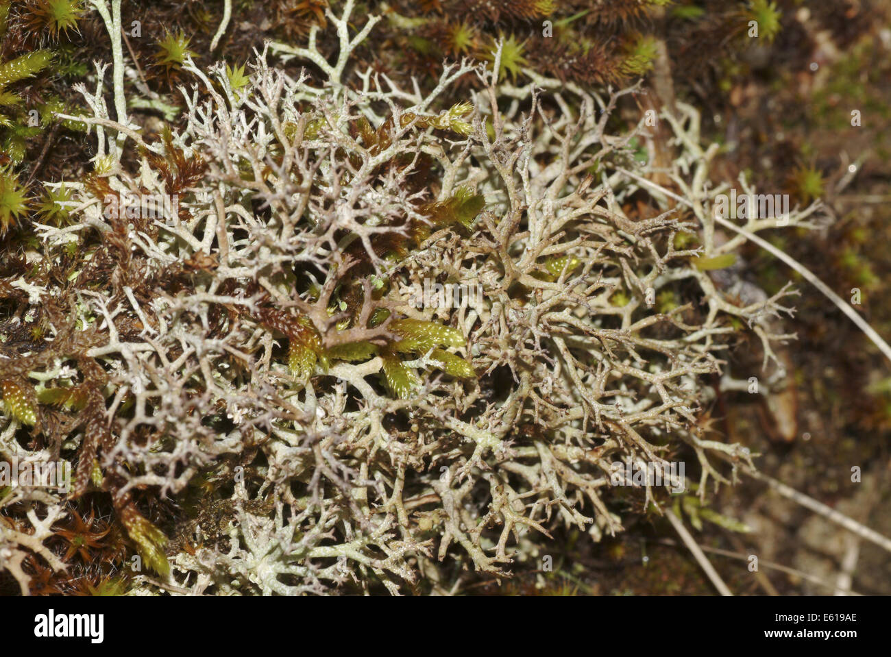 lichen, peltigera rufescens Stock Photo