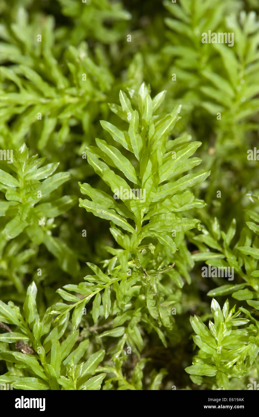 hart's-tongue thyme moss, plagiomnium undulatum Stock Photo - Alamy