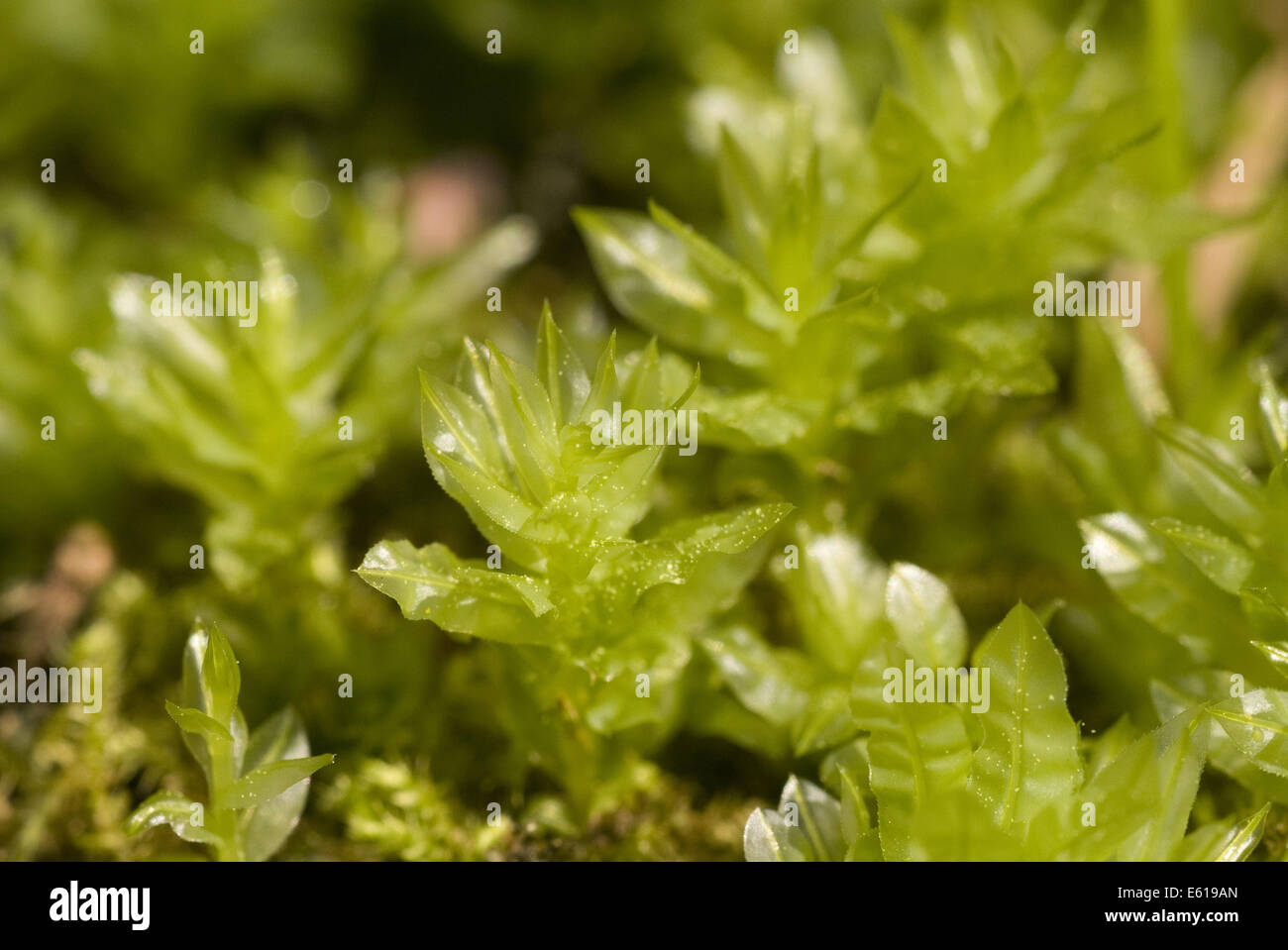hart's-tongue thyme moss, plagiomnium undulatum Stock Photo