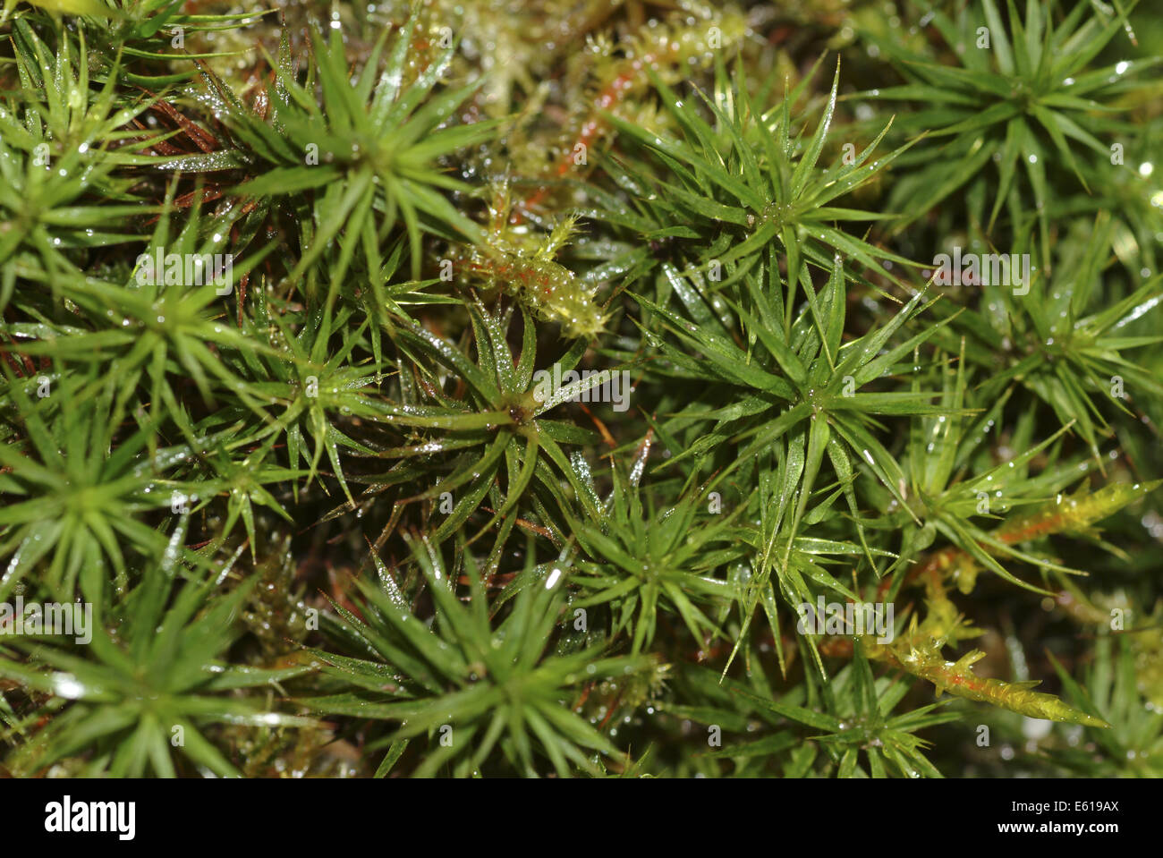 polytrichum moss, polytrichum formosum Stock Photo