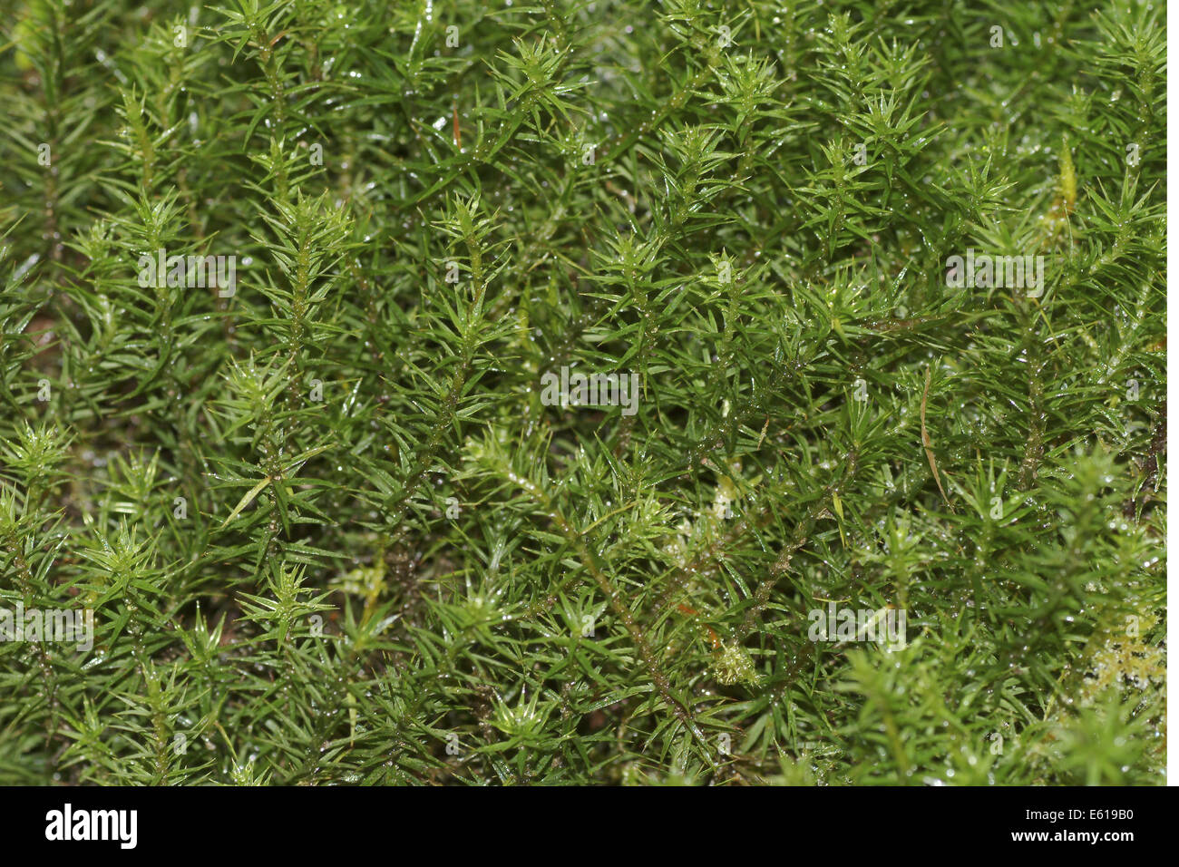 polytrichum moss, polytrichum formosum Stock Photo